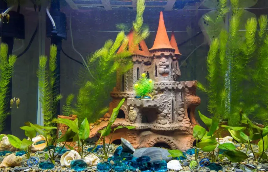 hornwort in an aquarium