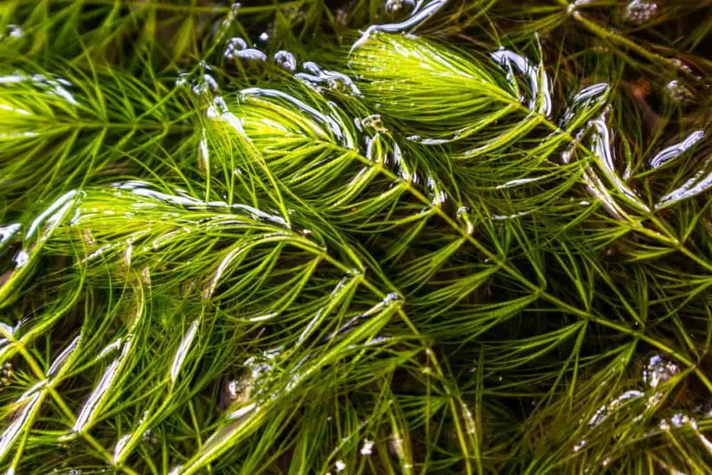 hornwort in a pond