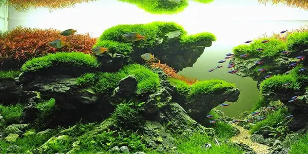 Taiwanese style aquascapes