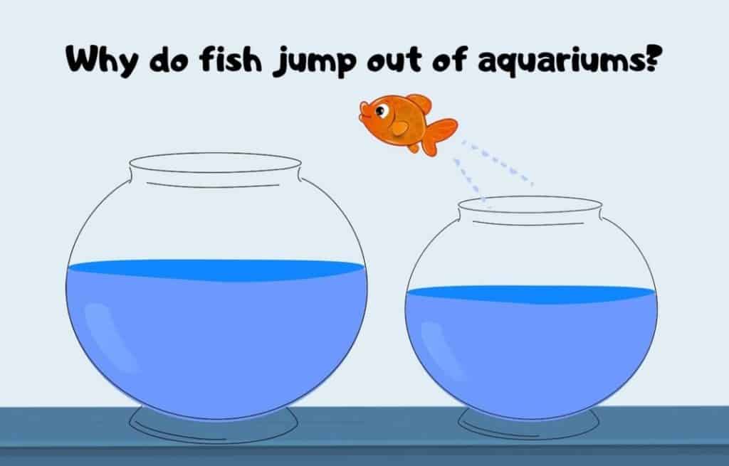 How do you keep fish from jumping out of tank?