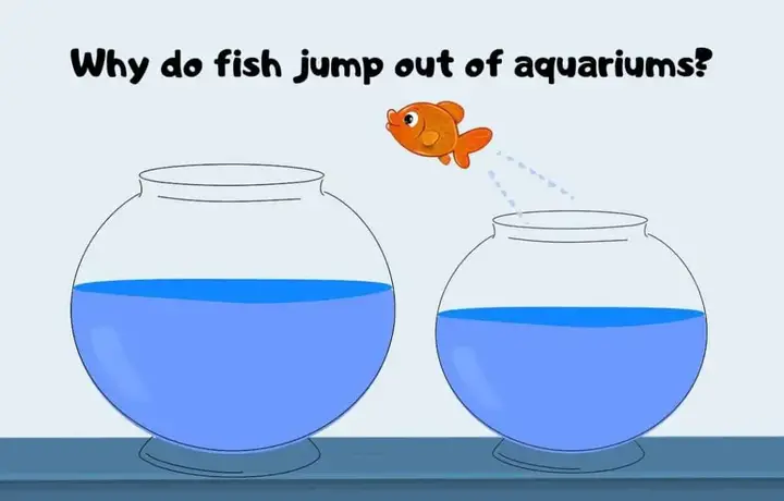 fish jumping out of aquariums