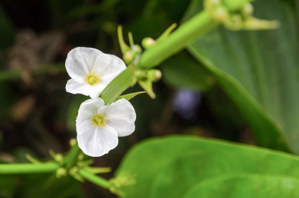 amazon sword flower