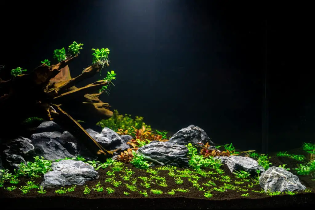 aquascape aquarium