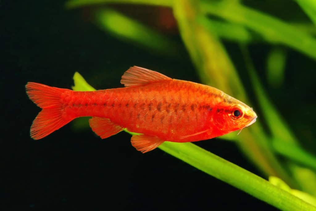 cherry barb fish