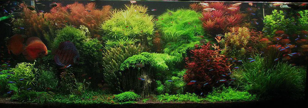 Dutch aquascape aquarium