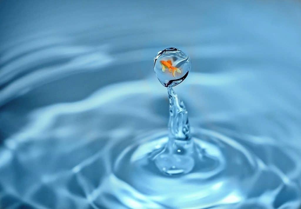 fish jumping out of water