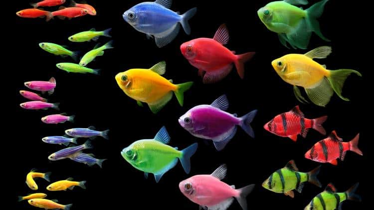 glofish