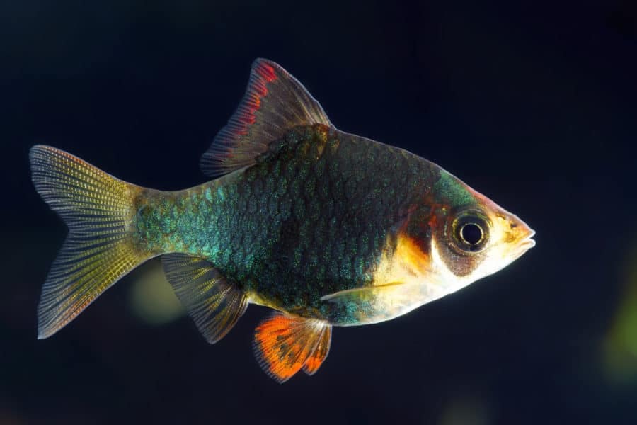 Green Tiger Barb: Diet | Breeding | Sexing | Lifespan – Fishkeeping Forever