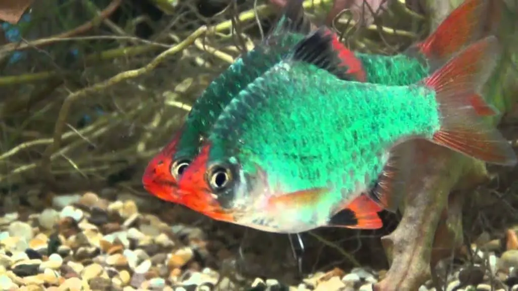 Green tiger barb