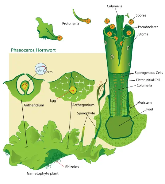 hornwort