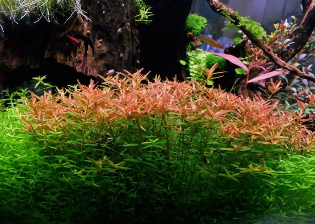 rotala rotundifolia