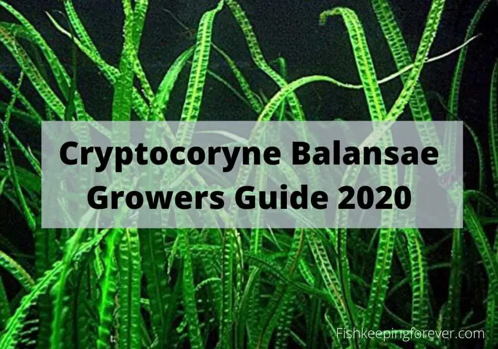 cryptocoryne Balansae
