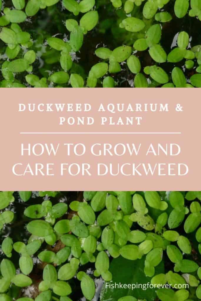 duckweed