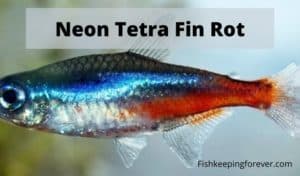 Neon Tetra Fin Rot: Treatment | Diseases | Cures | Remedies ...