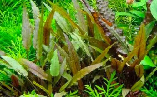 cryptocoryne beckettii