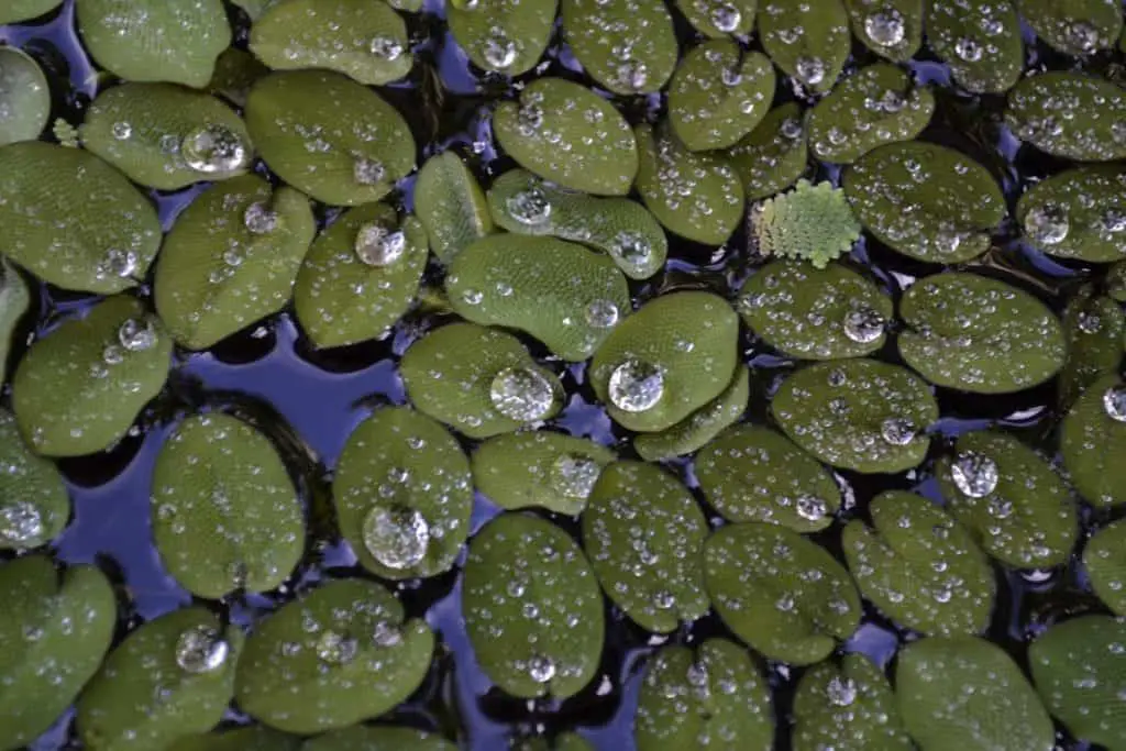 duckweed-aquarium-plant-how-to-grow-and-care-guide-fishkeeping-forever