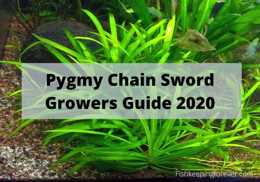 pygmy chain sword