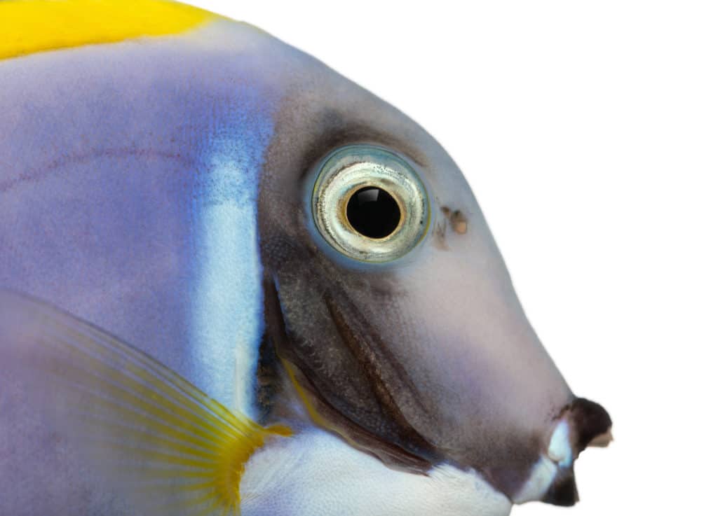 powder blue tang