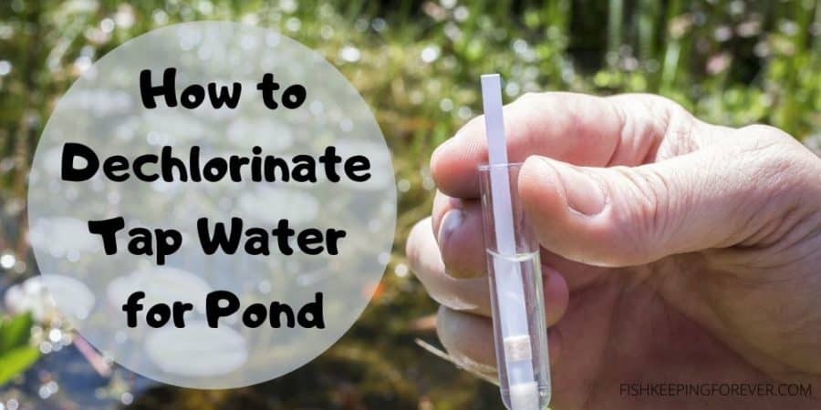 How to Dechlorinate Tap Water for Pond – Fishkeeping Forever