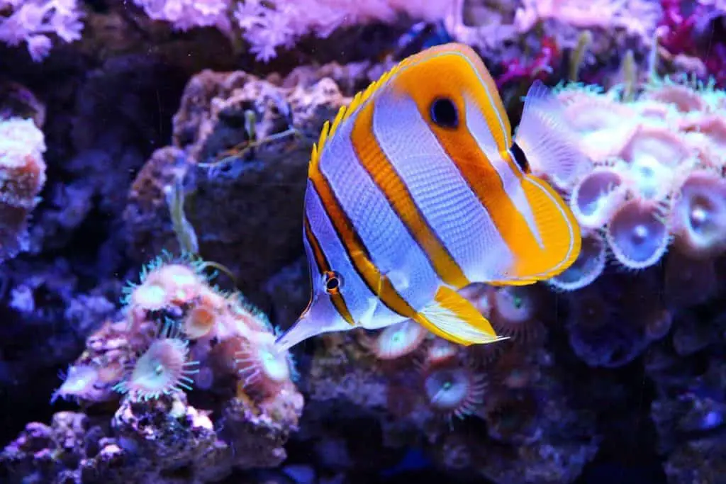 copperband butterflyfish
