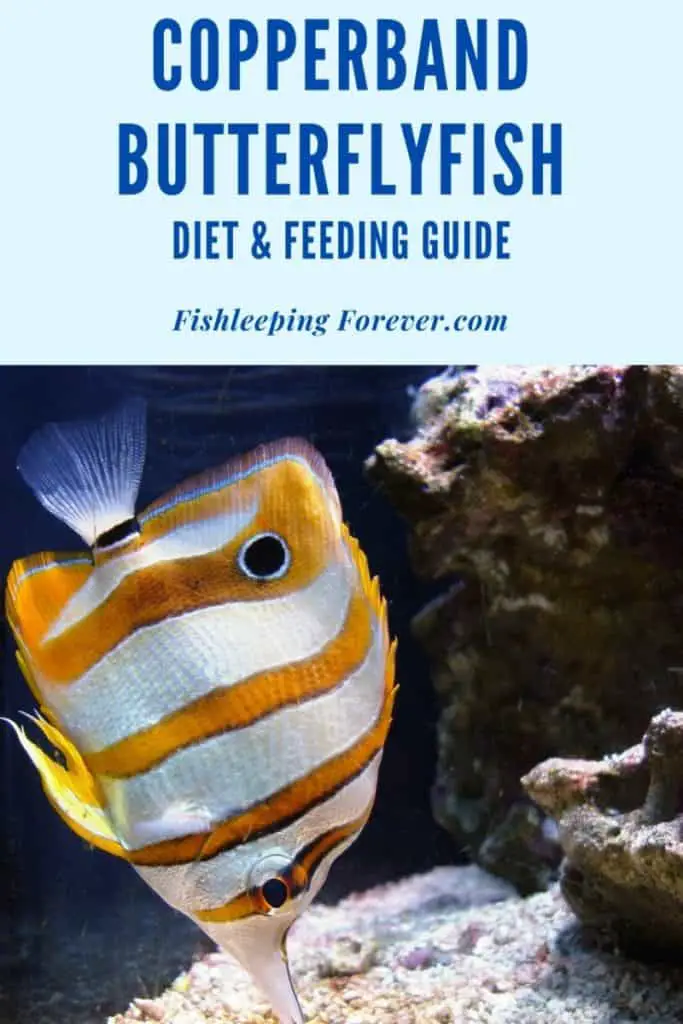 copperband butterflyfish diet and feeding guide