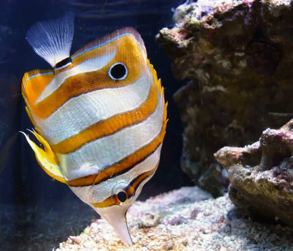 copperband butterfly fish 