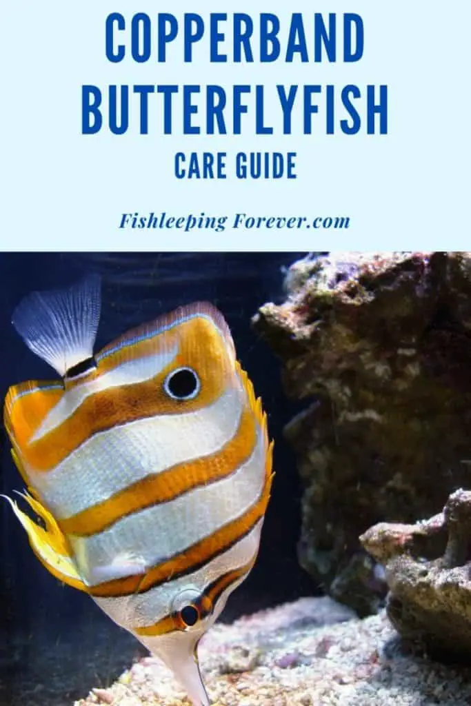 copperband butterflyfish
