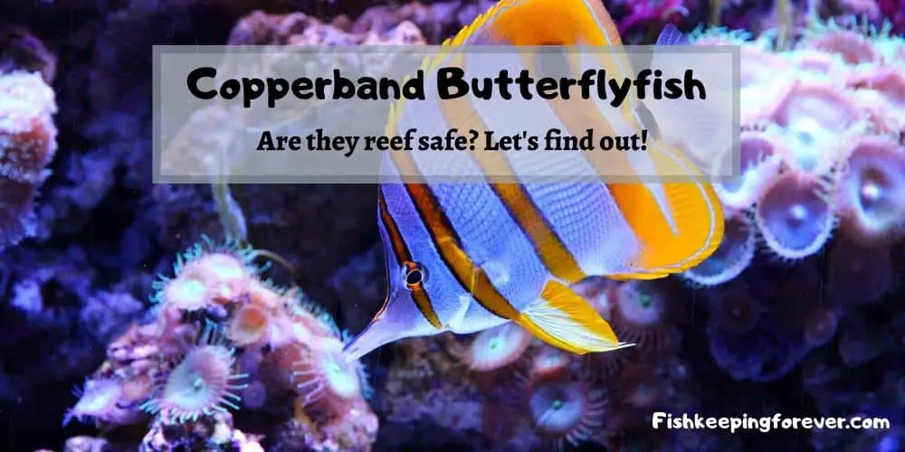 copperband butterflyfish reef safe