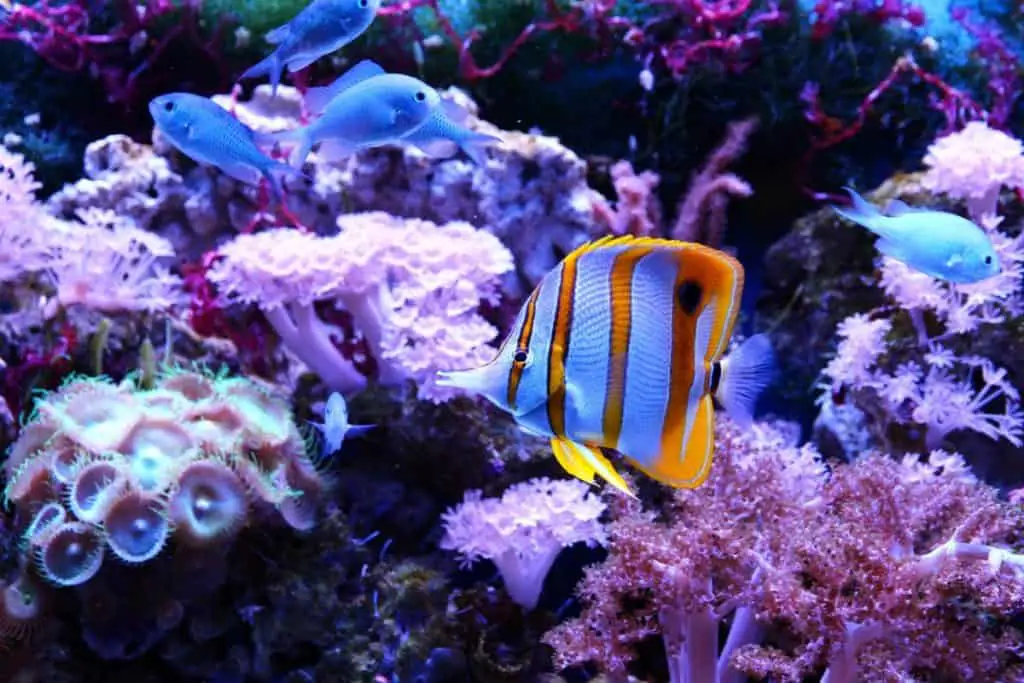 copperband butterflyfish reef safe?