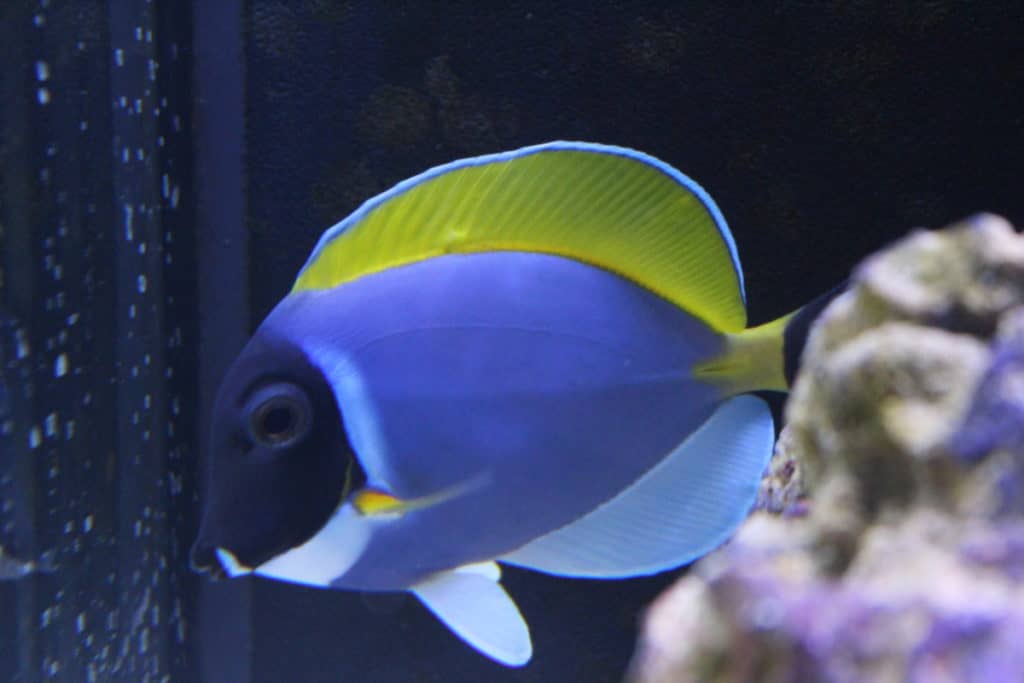 powder blue surgeonfish