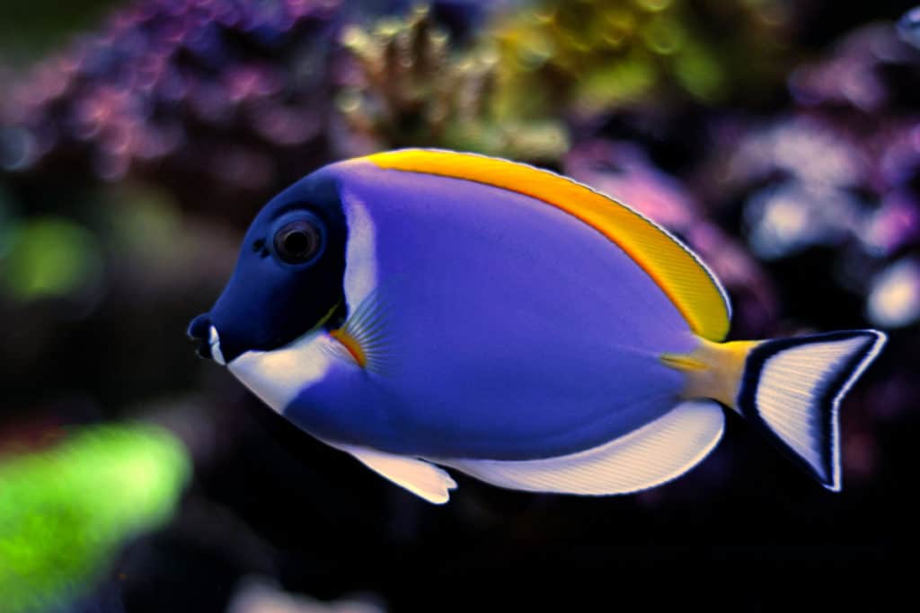 are powder blue tangs reef safe