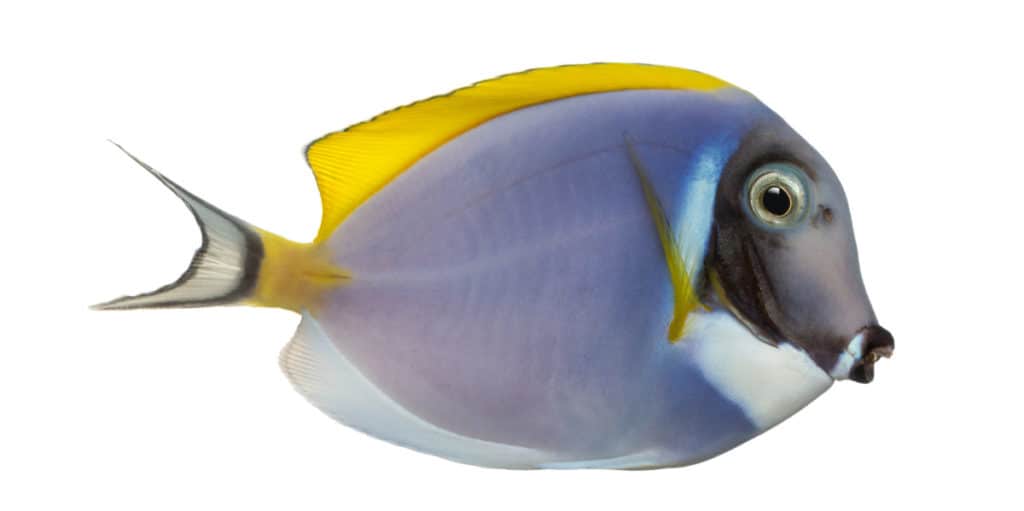 powder blue tang