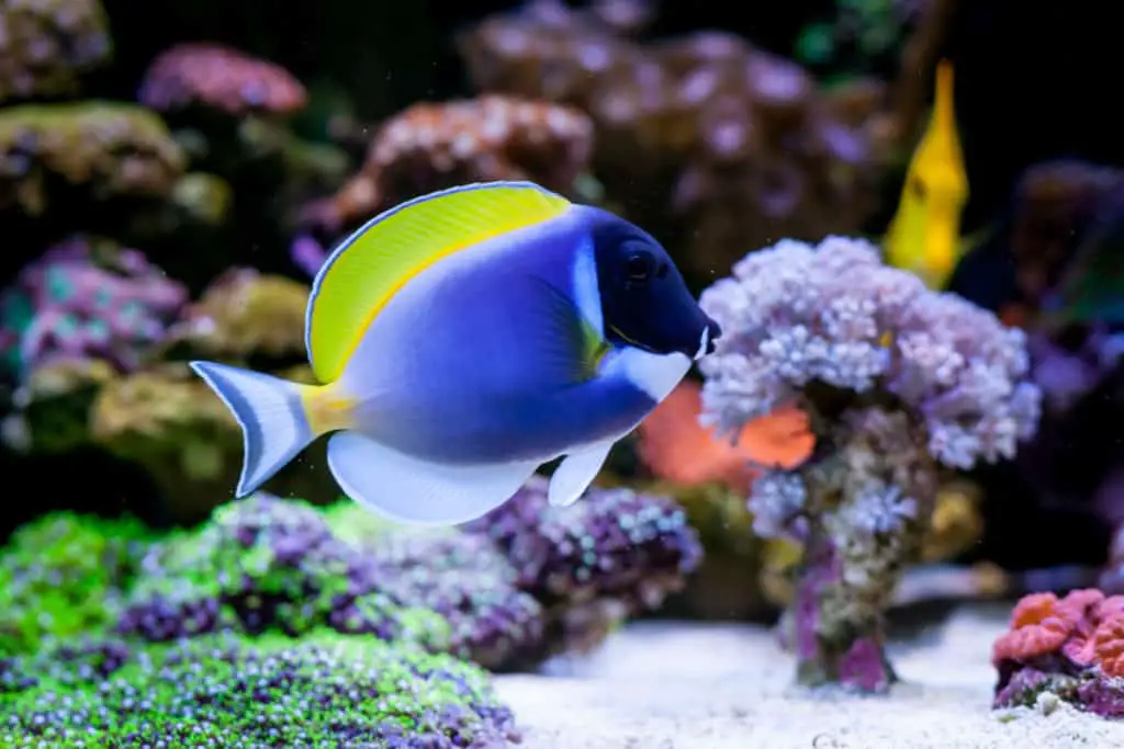 powder blue tang