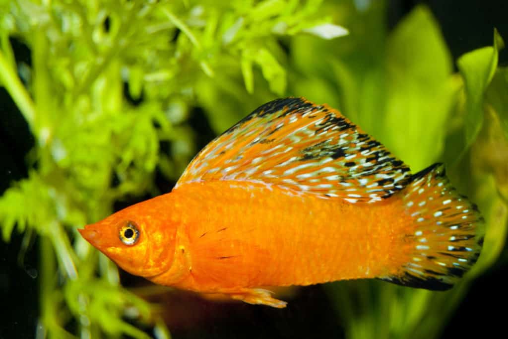 sailfin molly