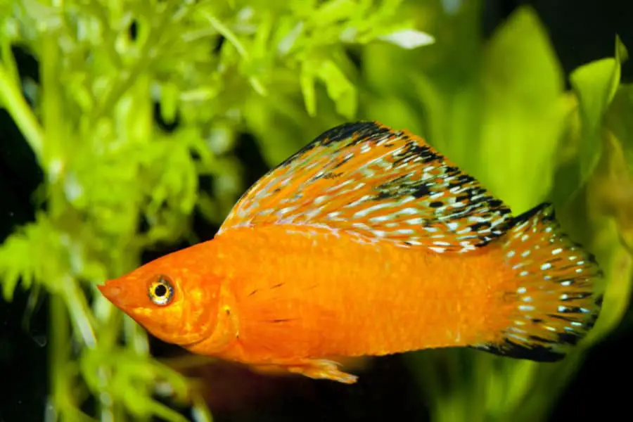 Livebearer Fish List |15 livebearers for home aquarium – Fishkeeping ...