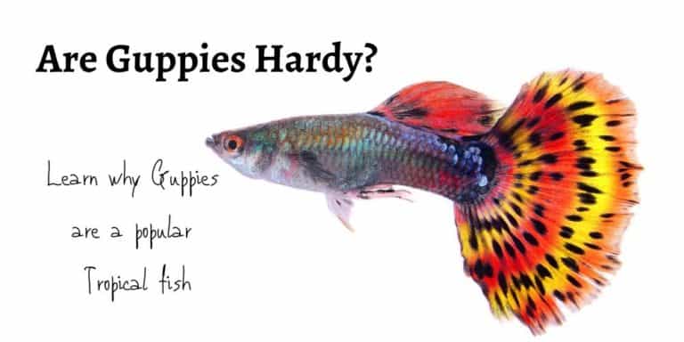 Are Guppies Hardy? Tips For Helping Your Guppy Live Longer