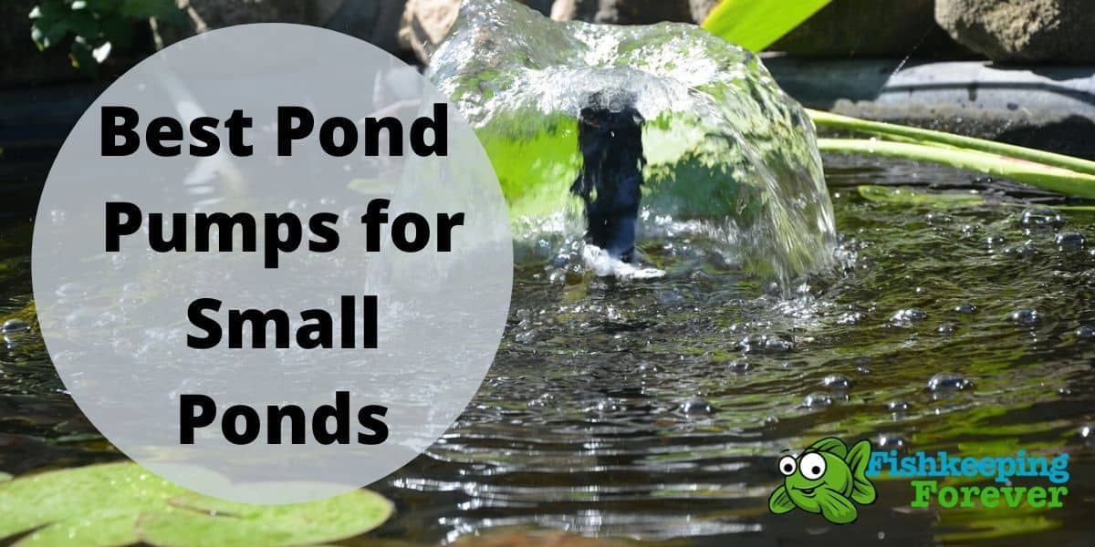BEST POND PUMPS FOR SMALL PONDS
