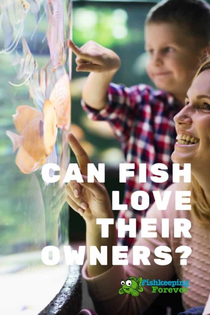 Can fish love their owners_