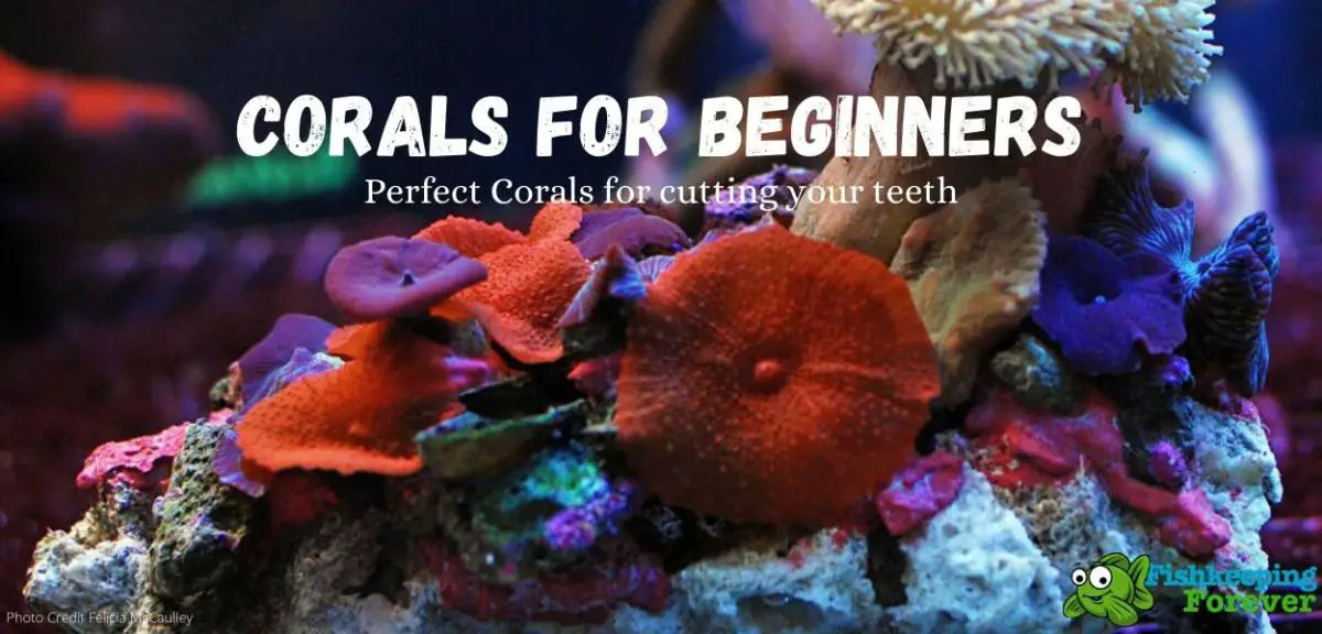 Corals For Beginners