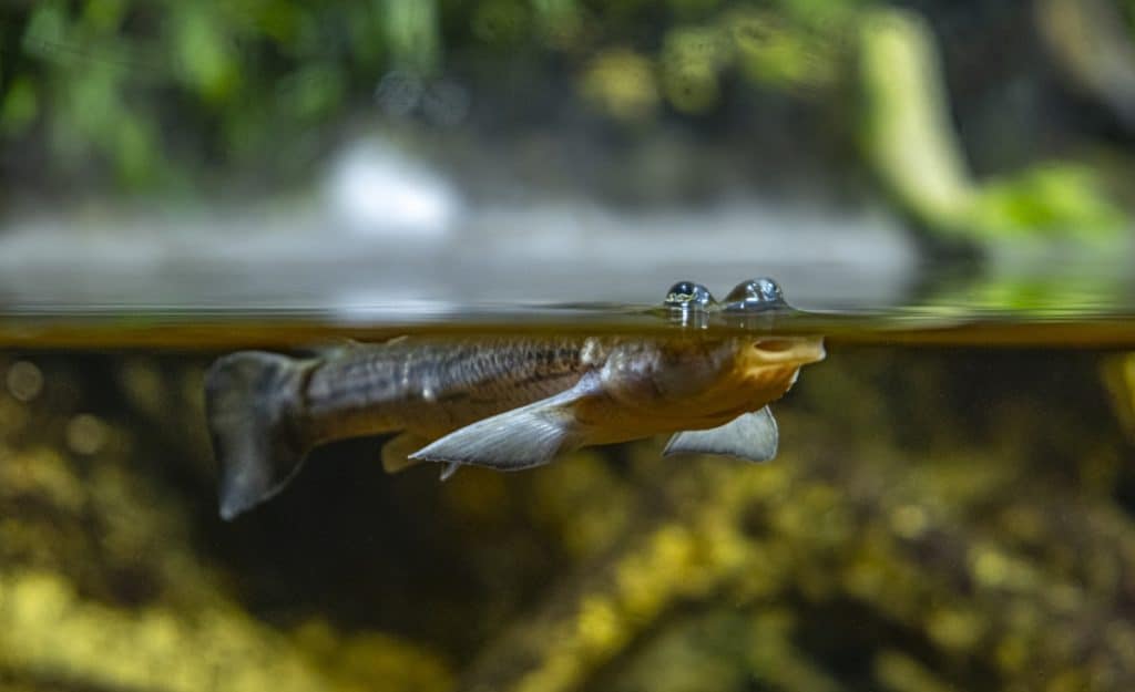 Four-eyed fish