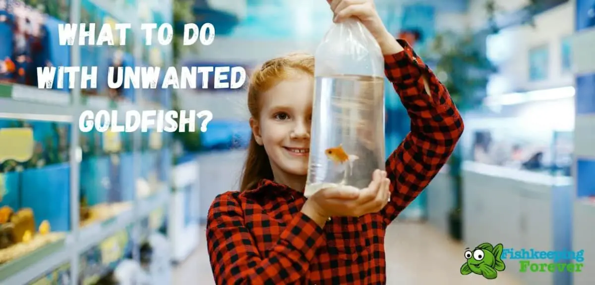 What to do with unwanted Goldfish?