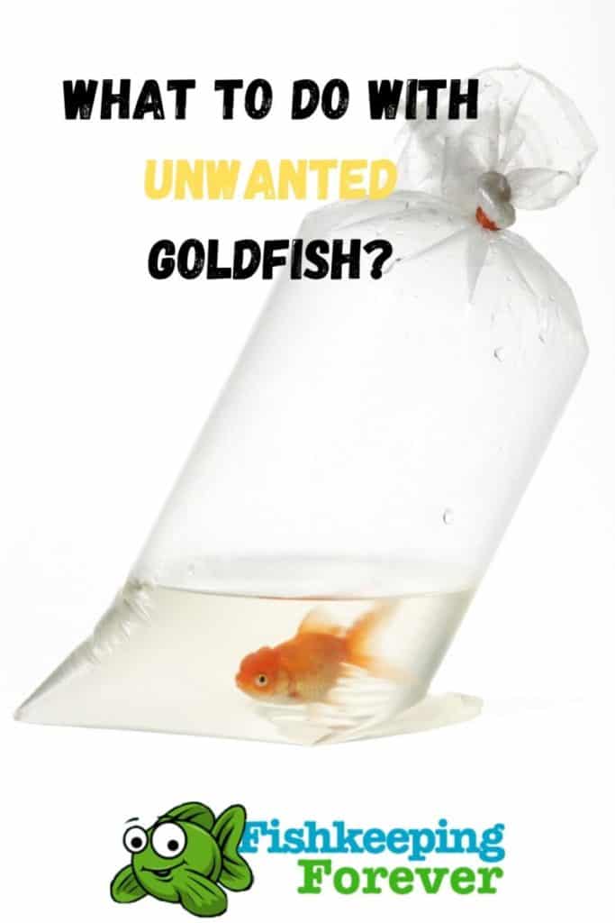 What to do with unwanted Goldfish?