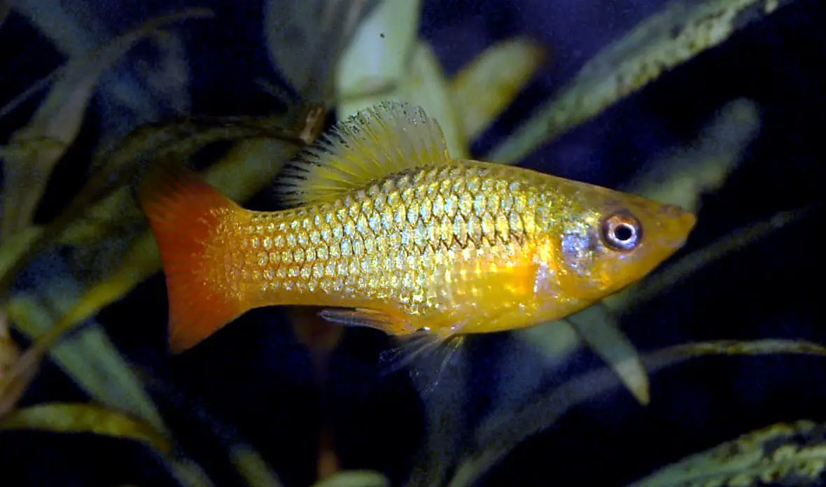 Livebearer Fish List |15 livebearers for home aquarium – Fishkeeping ...