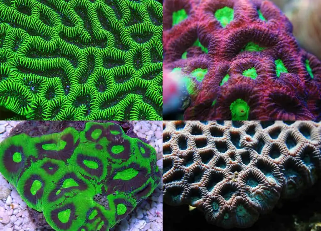 brain coral