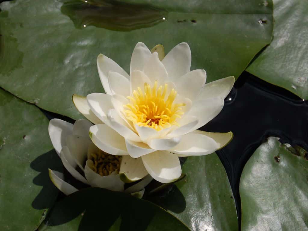 dwarf water lily