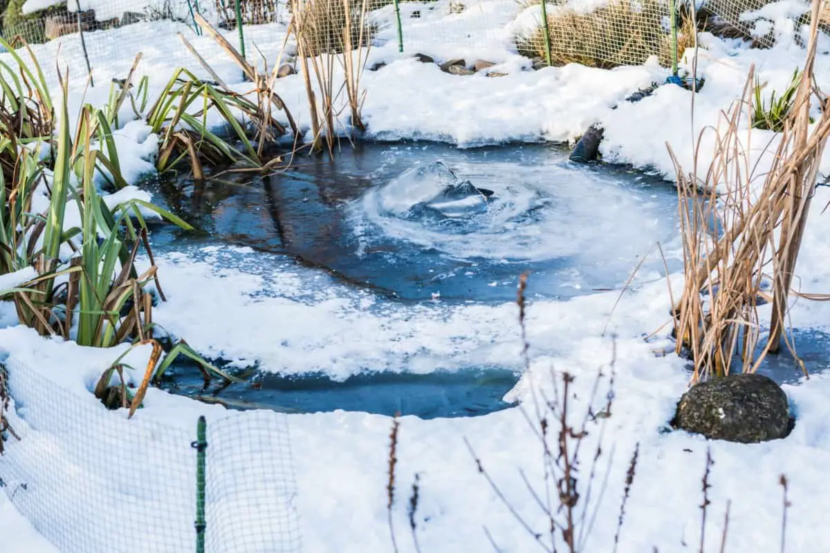 frozen pond