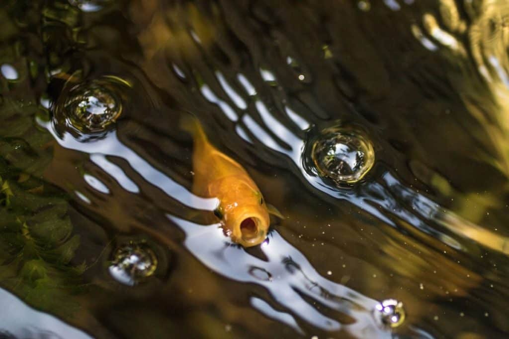 Does rain oxygenate a pond_