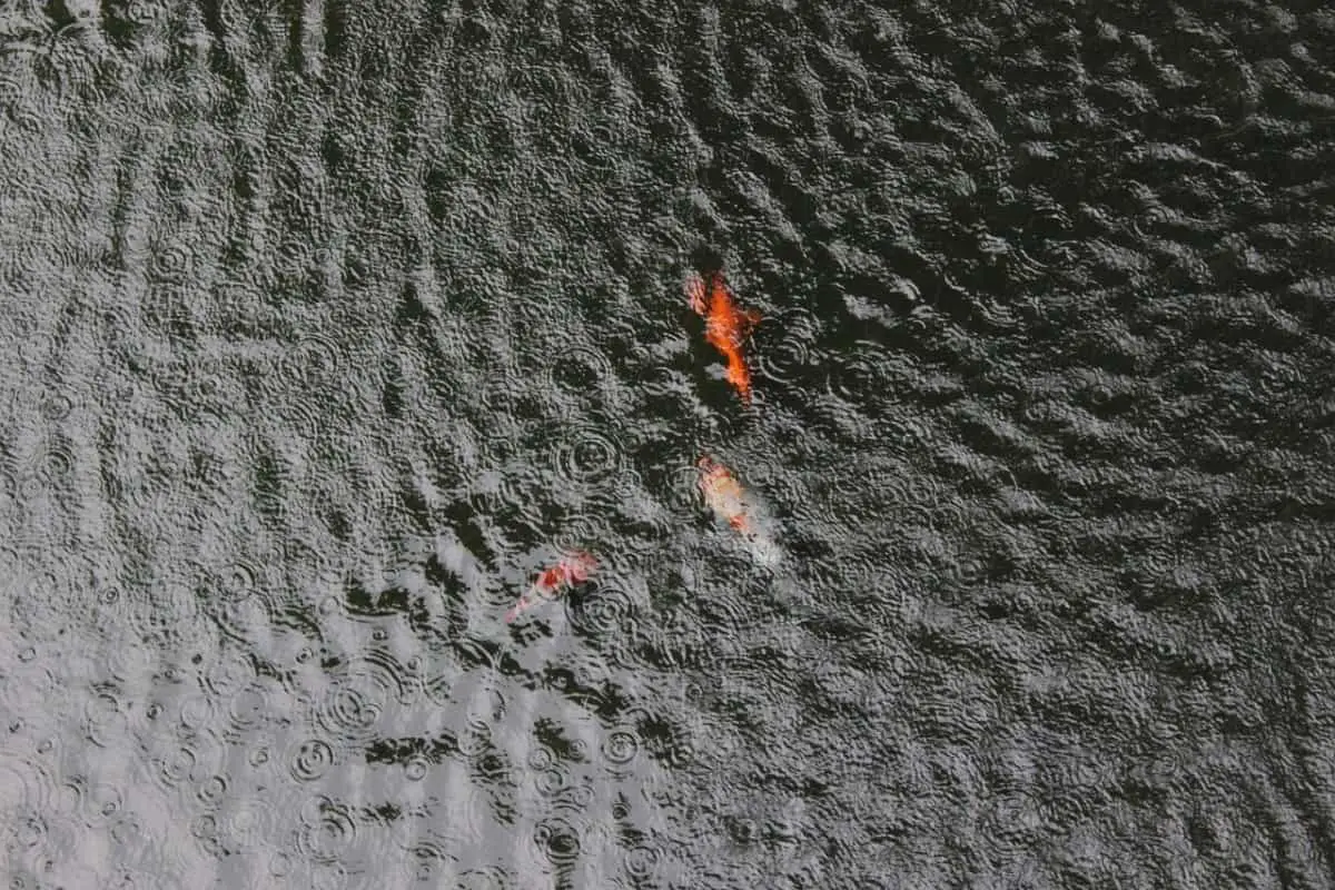 pond fish dead after heavy rain
