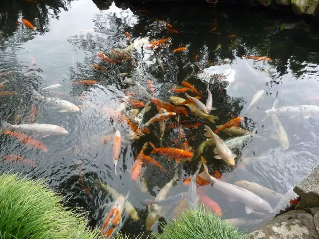 pond fish dead after heavy rain