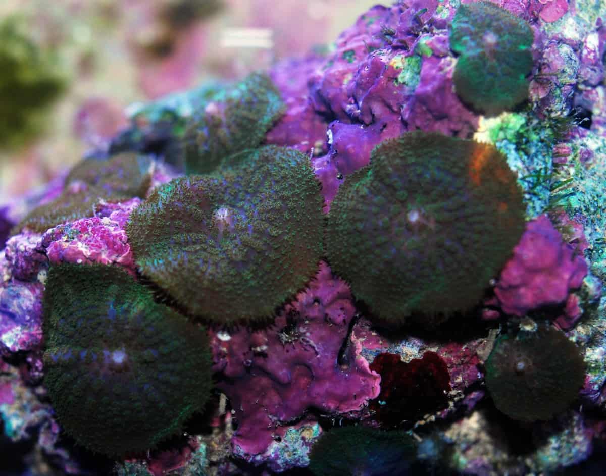 Corals for Beginners Common Corals For Reef Aquariums